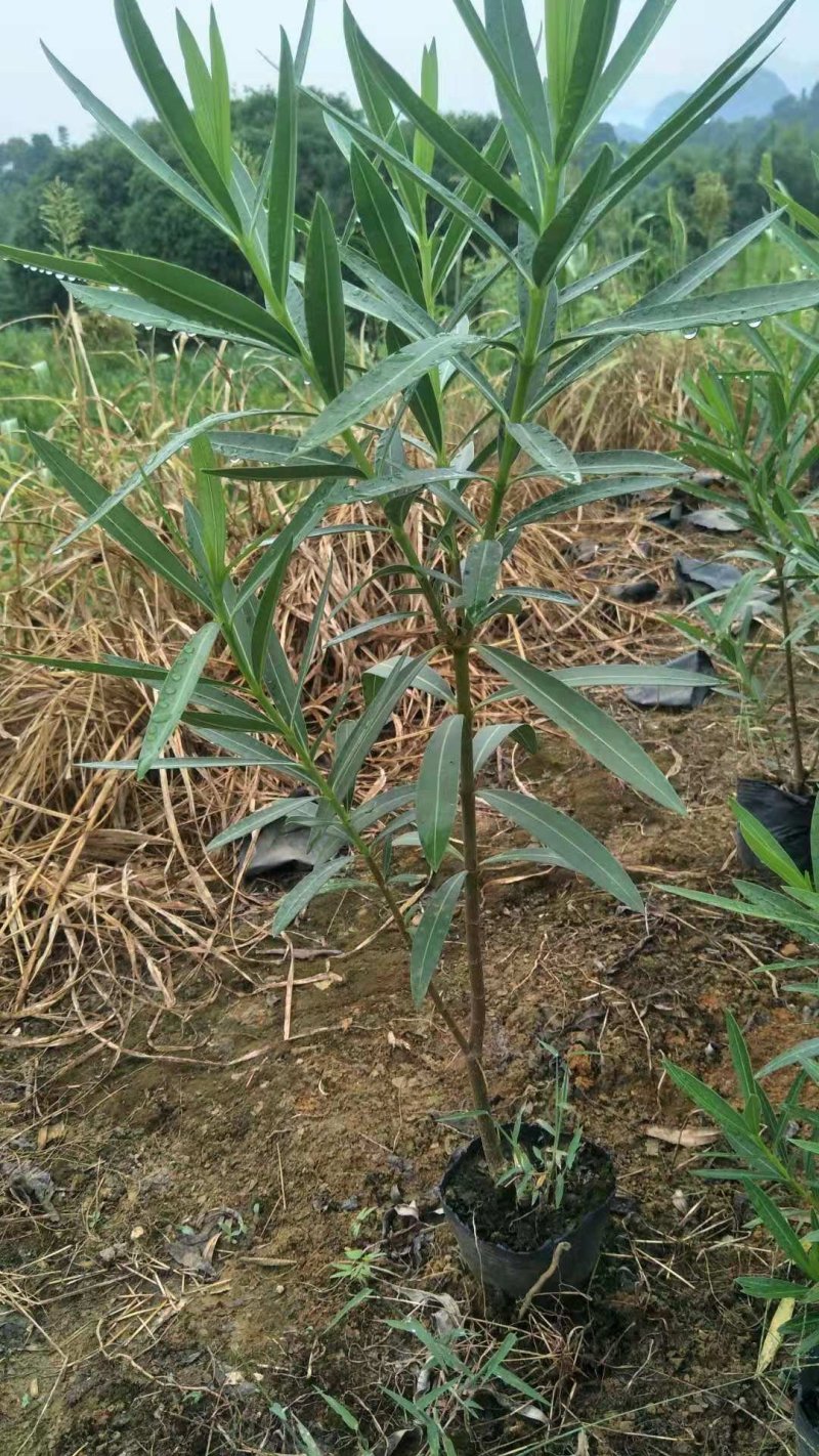 长期大量供应优质夹竹桃杯苗，地苗