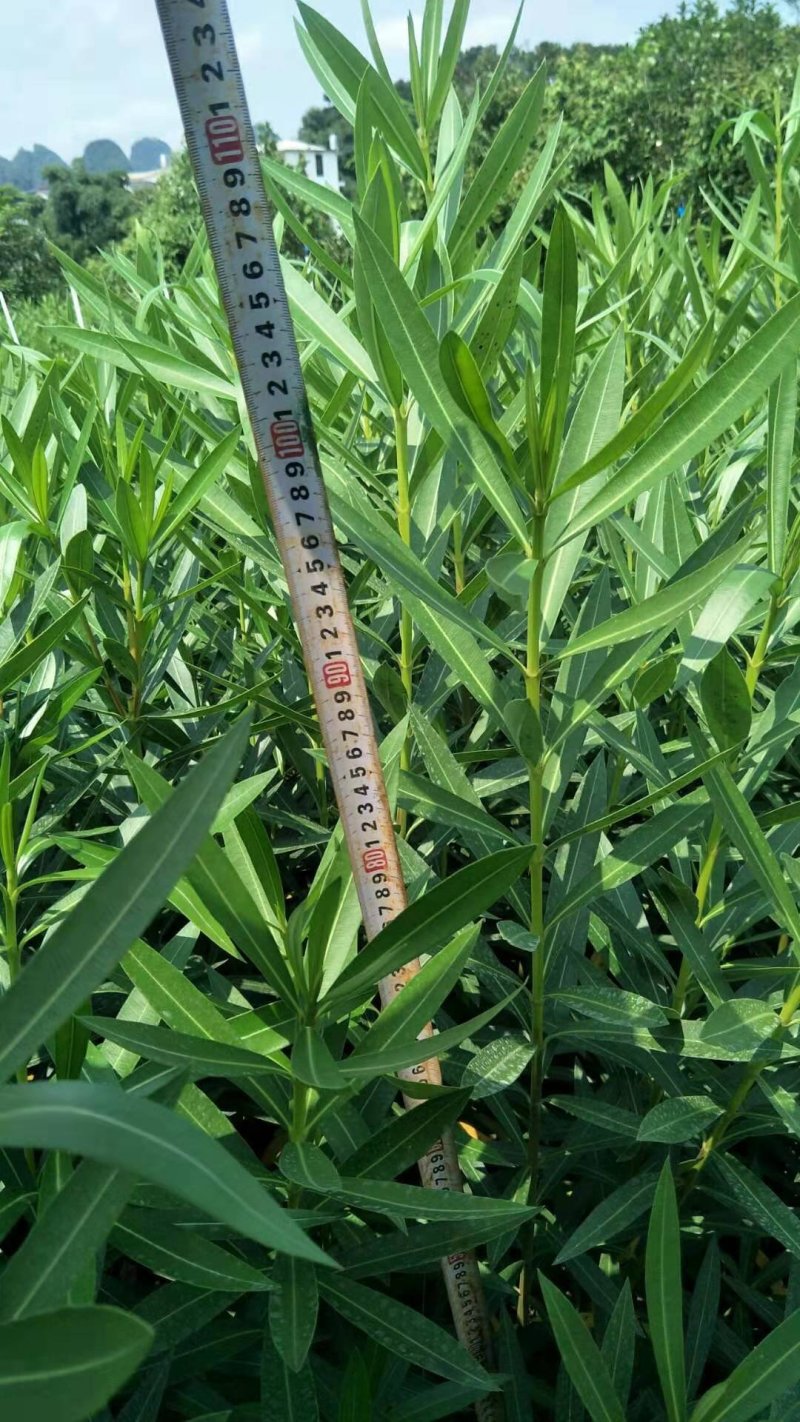 长期大量供应优质夹竹桃杯苗，地苗
