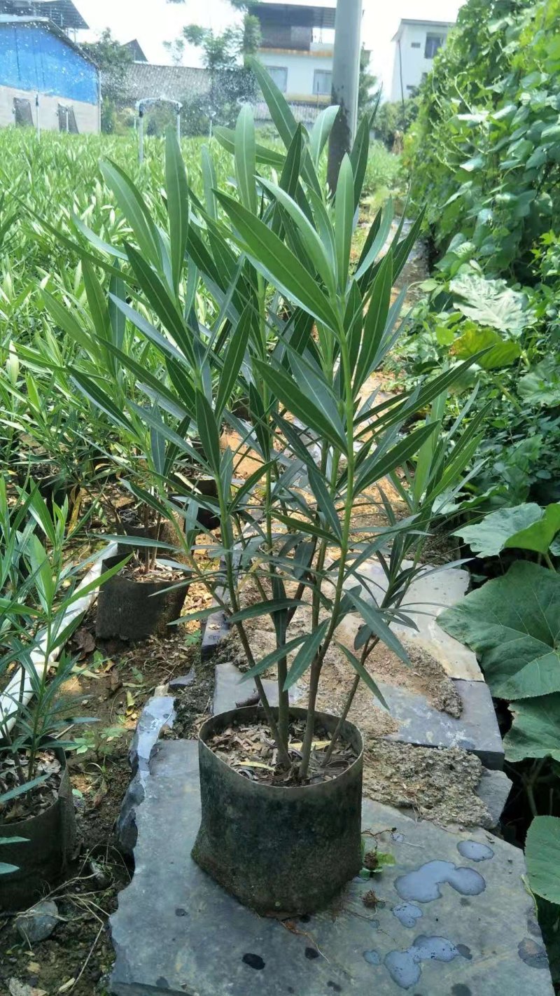 长期大量供应优质夹竹桃杯苗，地苗