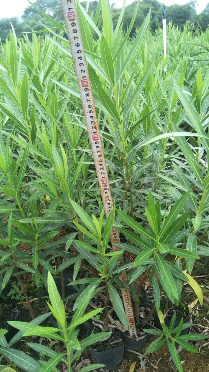 长期大量供应优质夹竹桃杯苗，地苗