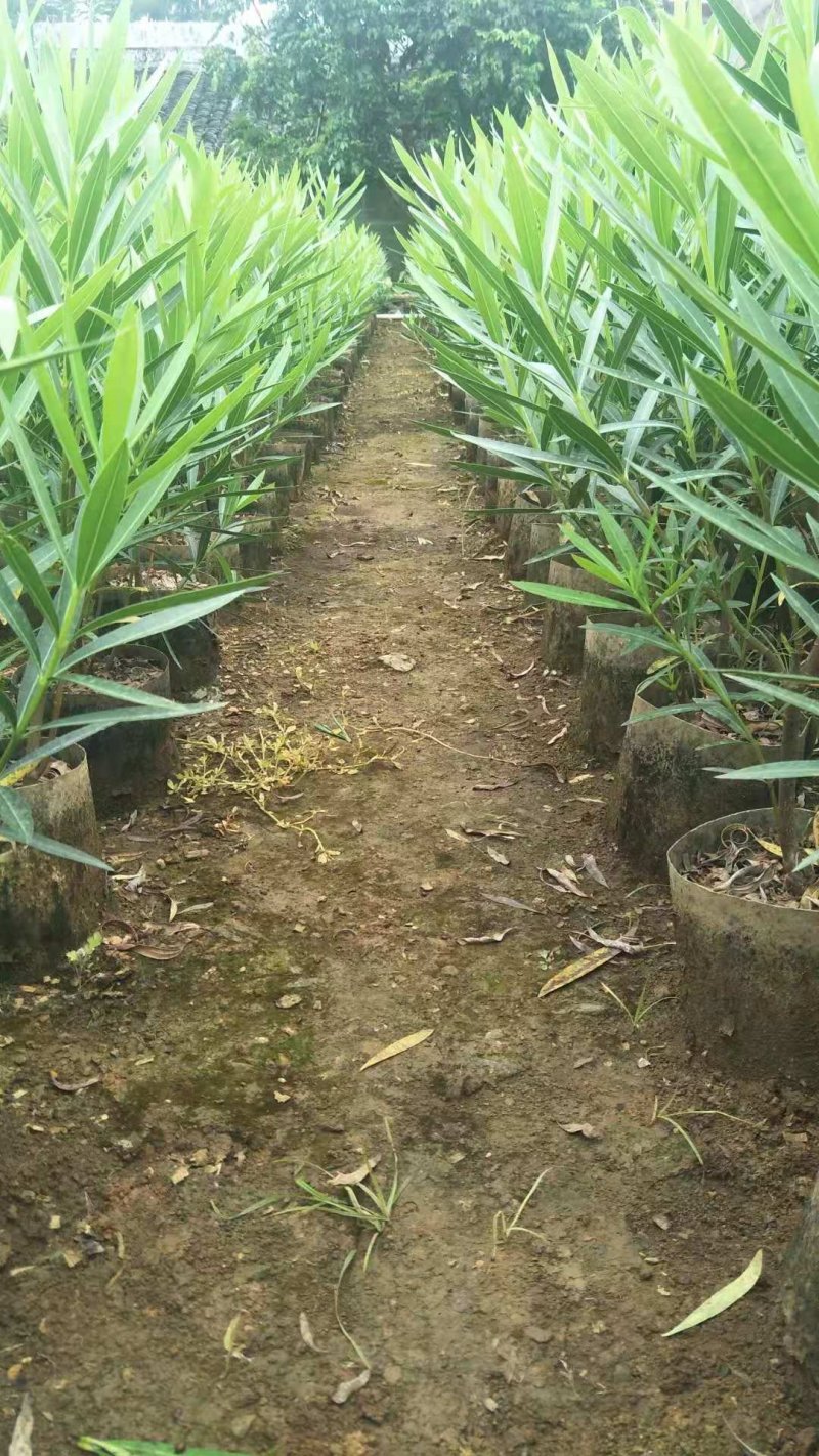 长期大量供应优质夹竹桃杯苗，地苗