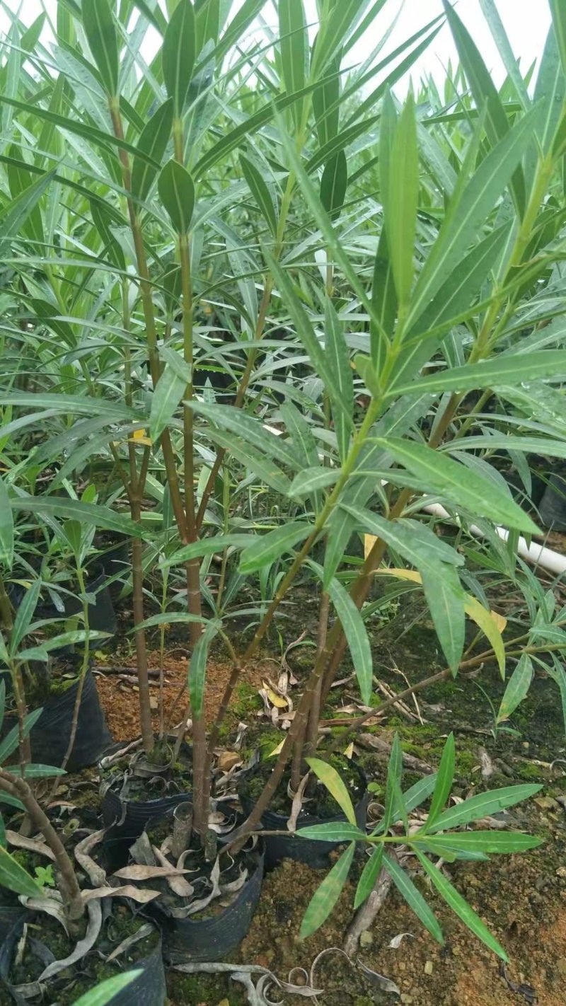长期大量供应优质夹竹桃杯苗，地苗