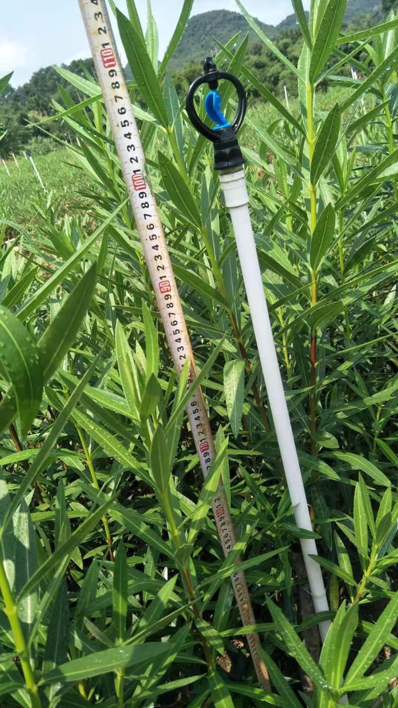 长期大量供应优质夹竹桃杯苗，地苗