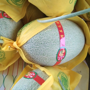 西州蜜25号大量供应