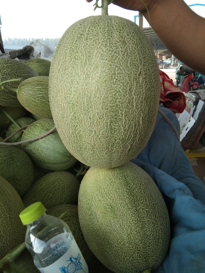 西州蜜25号大量供应
