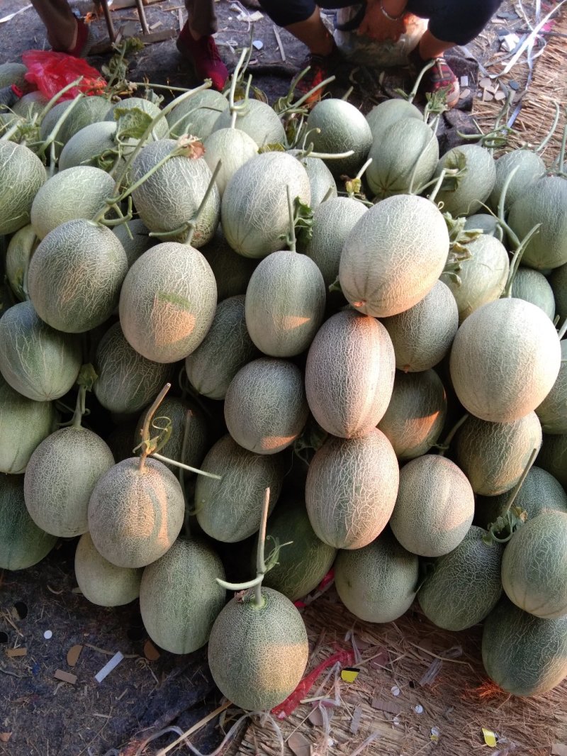 西州蜜25号大量供应