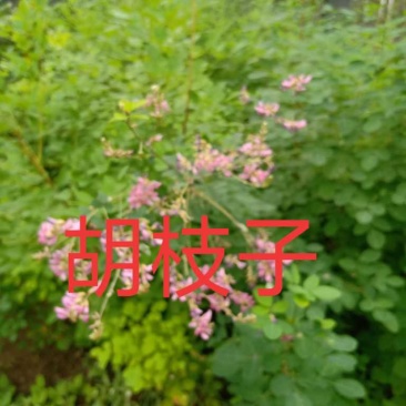 胡枝子，多花胡枝子，胡枝子杯苗，大棵胡枝子