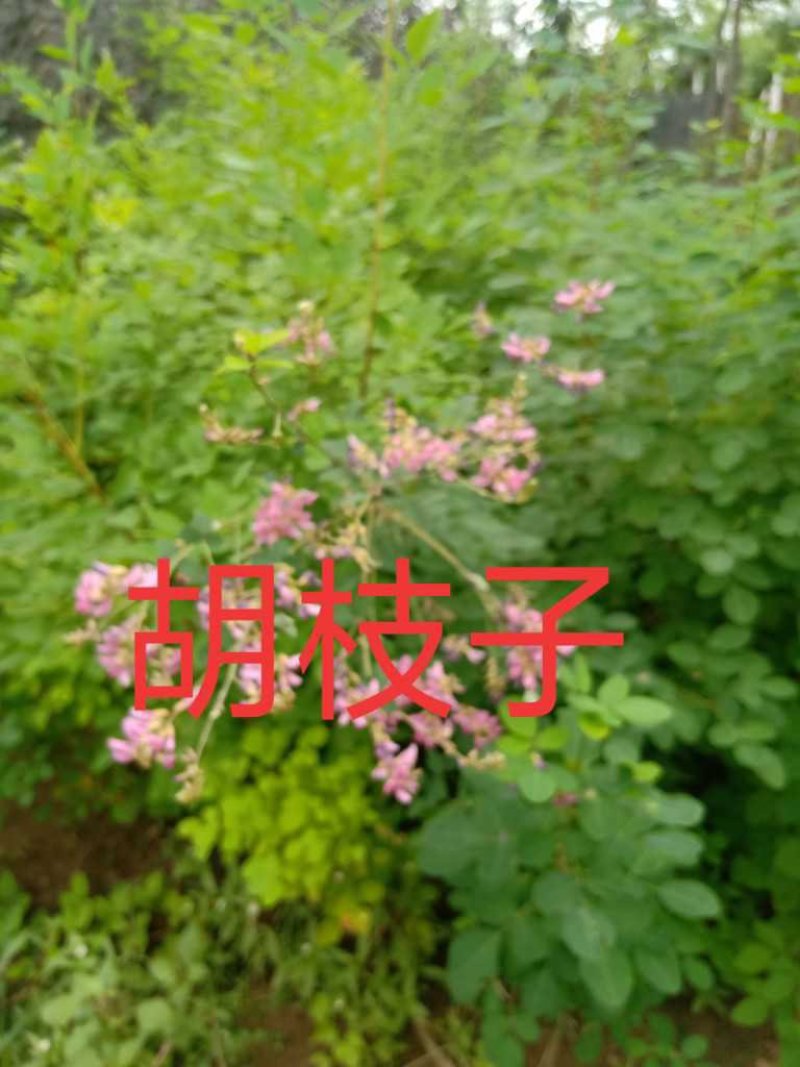 胡枝子，多花胡枝子，胡枝子杯苗，大棵胡枝子