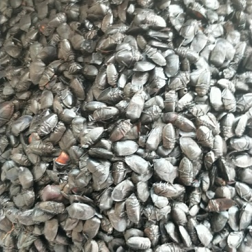 九香虫各种昆虫。品种多欢迎来电咨询