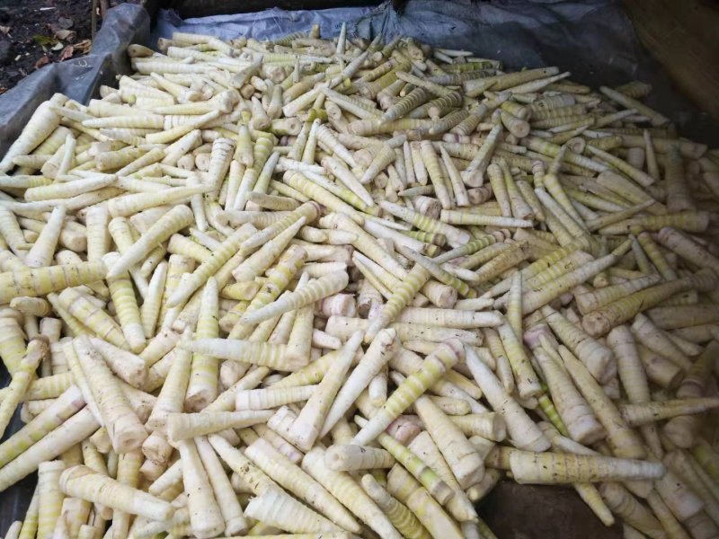 四川八月笋油竹笋非楠竹笋斑竹笋茨竹笋鲜笋