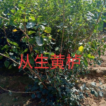 大量供应从生黄栌，大冠幅从生黄栌