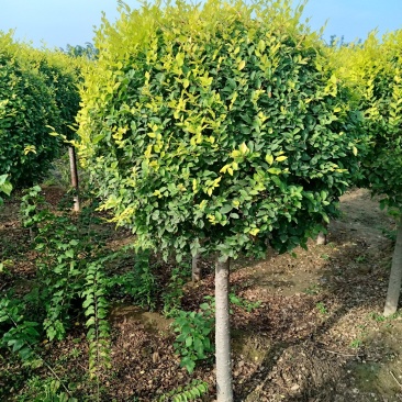 高杆金叶榆球，矮杆金叶榆球，美植袋矮杆金叶榆球
