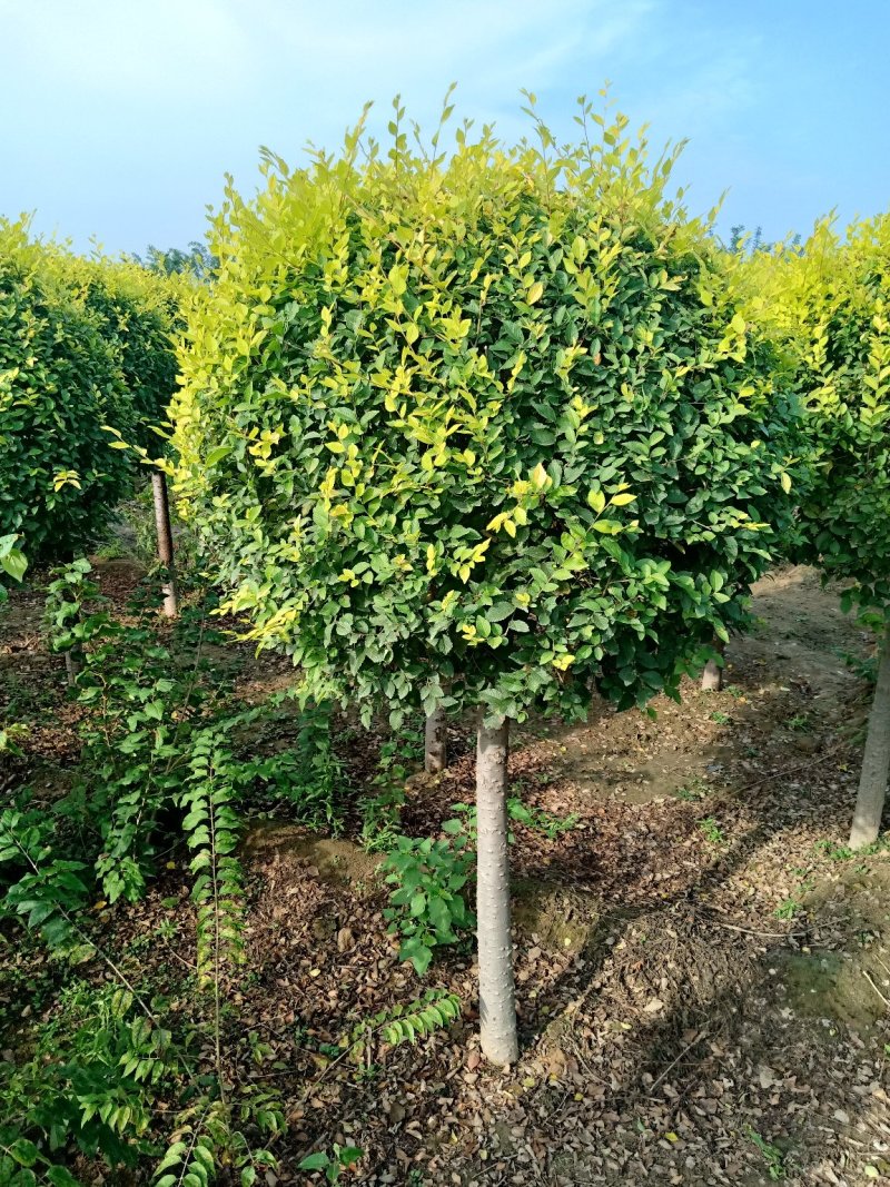 高杆金叶榆球，矮杆金叶榆球，美植袋矮杆金叶榆球