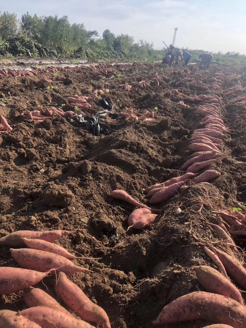 烟台产地直供烟署25地瓜流油的甜度高