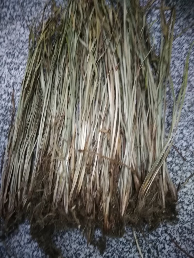 石菖蒲苗（干）