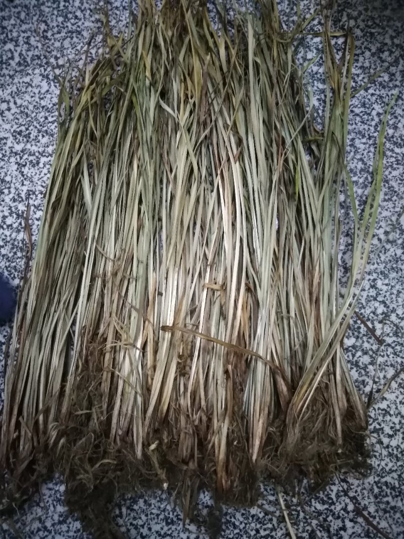 石菖蒲苗（干）