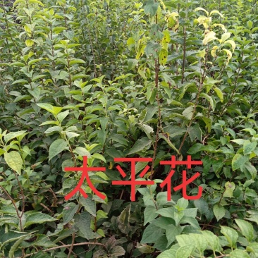 太平花，从生太平花，大冠幅从生太平花