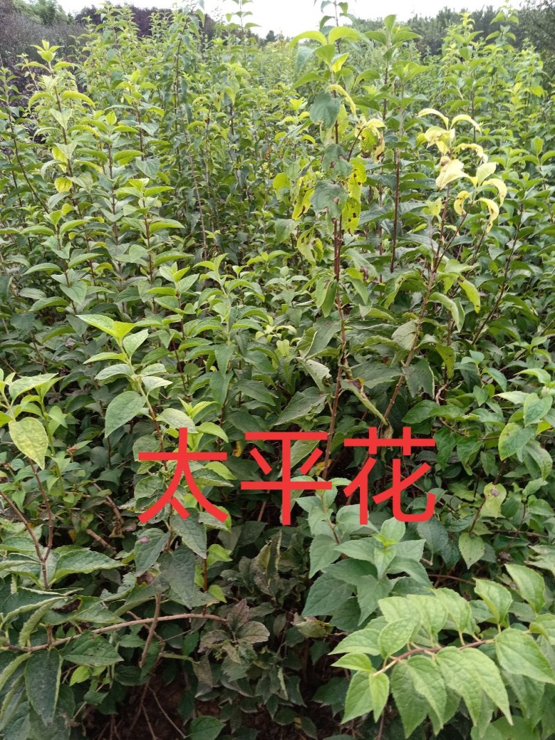 太平花，从生太平花，大冠幅从生太平花