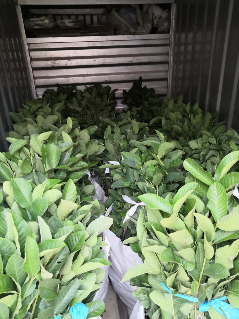 发货一万多株珍珠番石榴芭乐苗