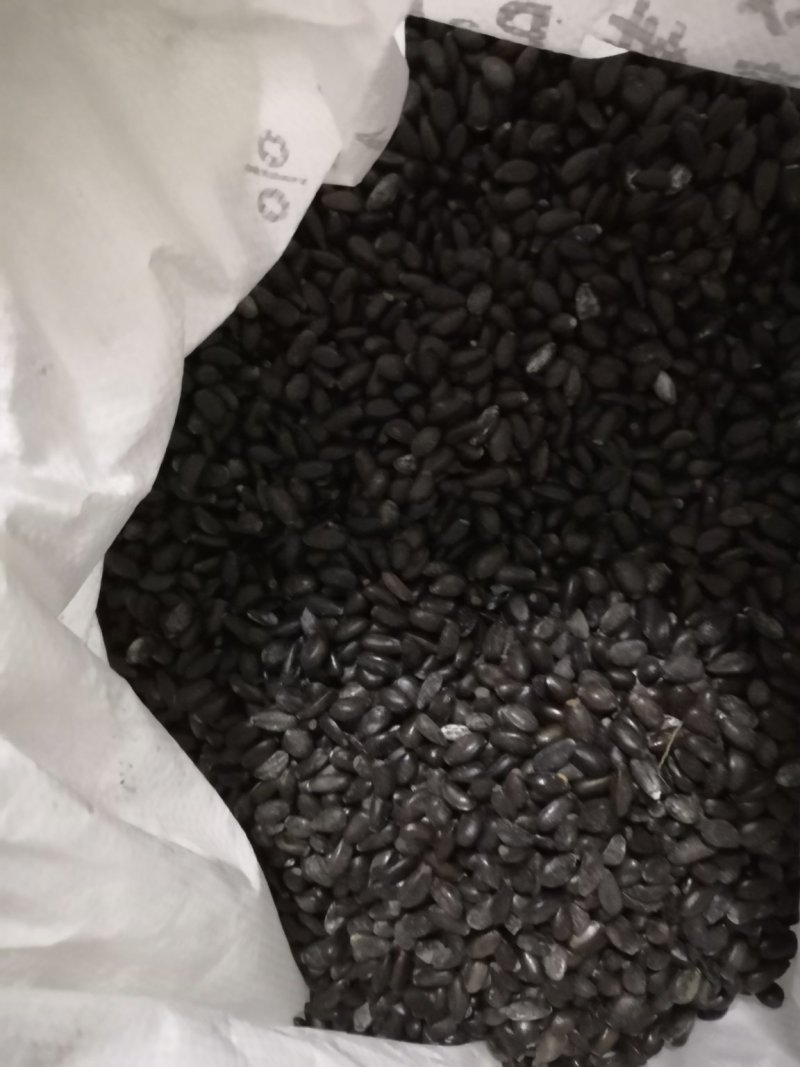 发货50斤番荔枝种子，释迦种子