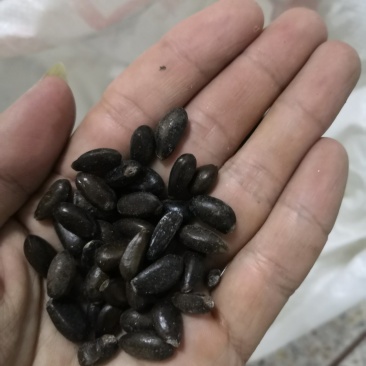 发货50斤番荔枝种子，释迦种子