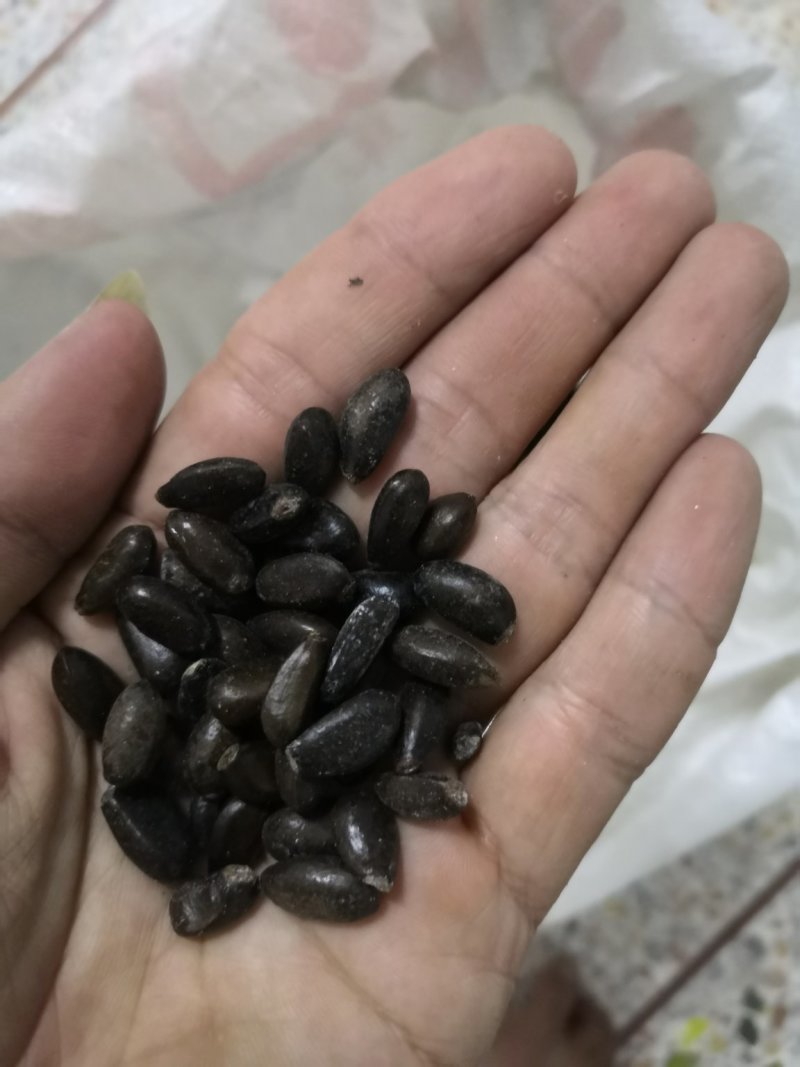 发货50斤番荔枝种子，释迦种子
