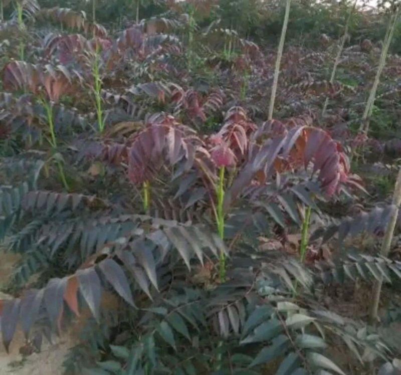 红油香椿成活高苗高40～80公分左右放心苗