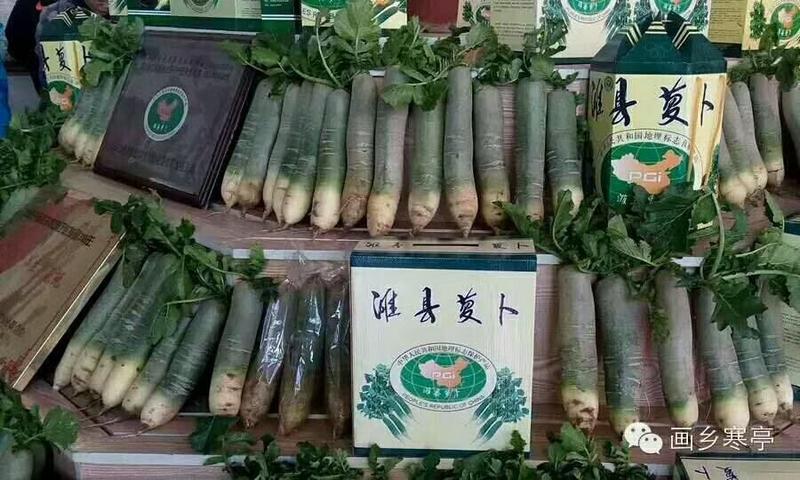 潍县萝卜产地大量现货，脆甜爽口，价格便宜