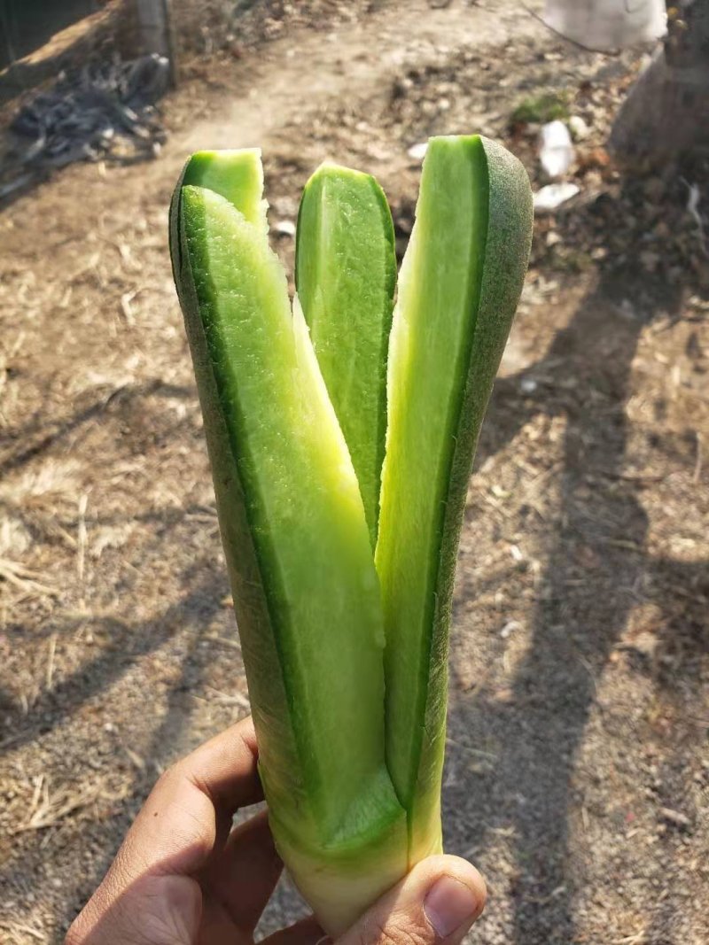 青萝卜，每天大量供应，人工免费，装车免费