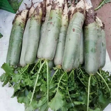 青萝卜，每天大量供应，人工免费，装车免费
