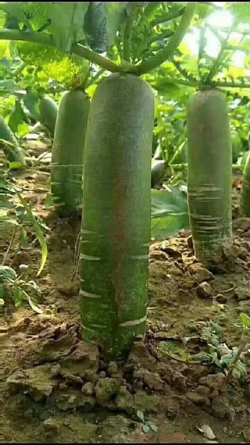 青萝卜，每天大量供应，人工免费，装车免费