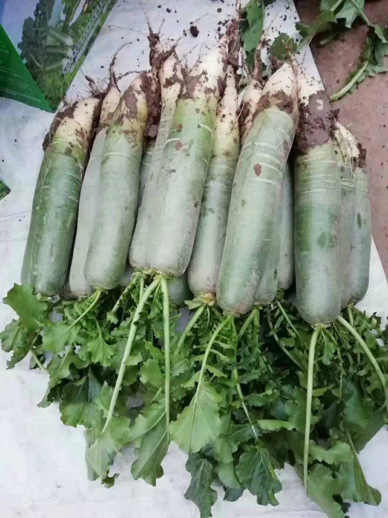 青萝卜，现已上市，大量有货，价格不贵，人工全部免费