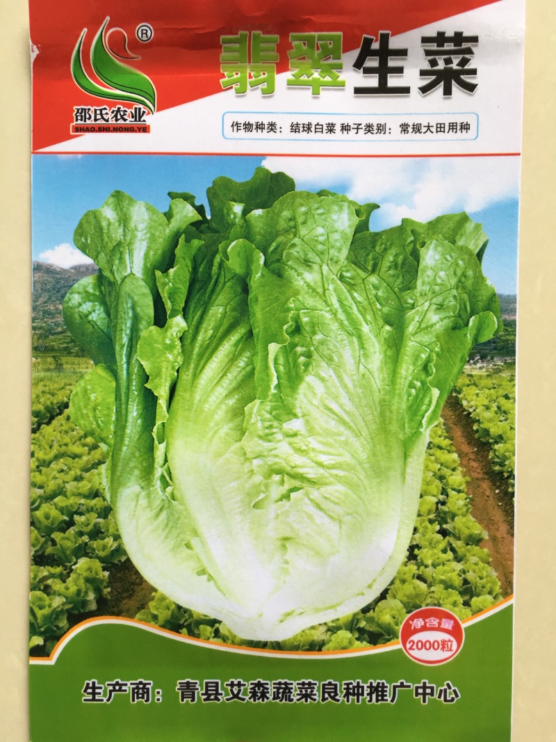 翡翠生菜种子脆甜可口生菜