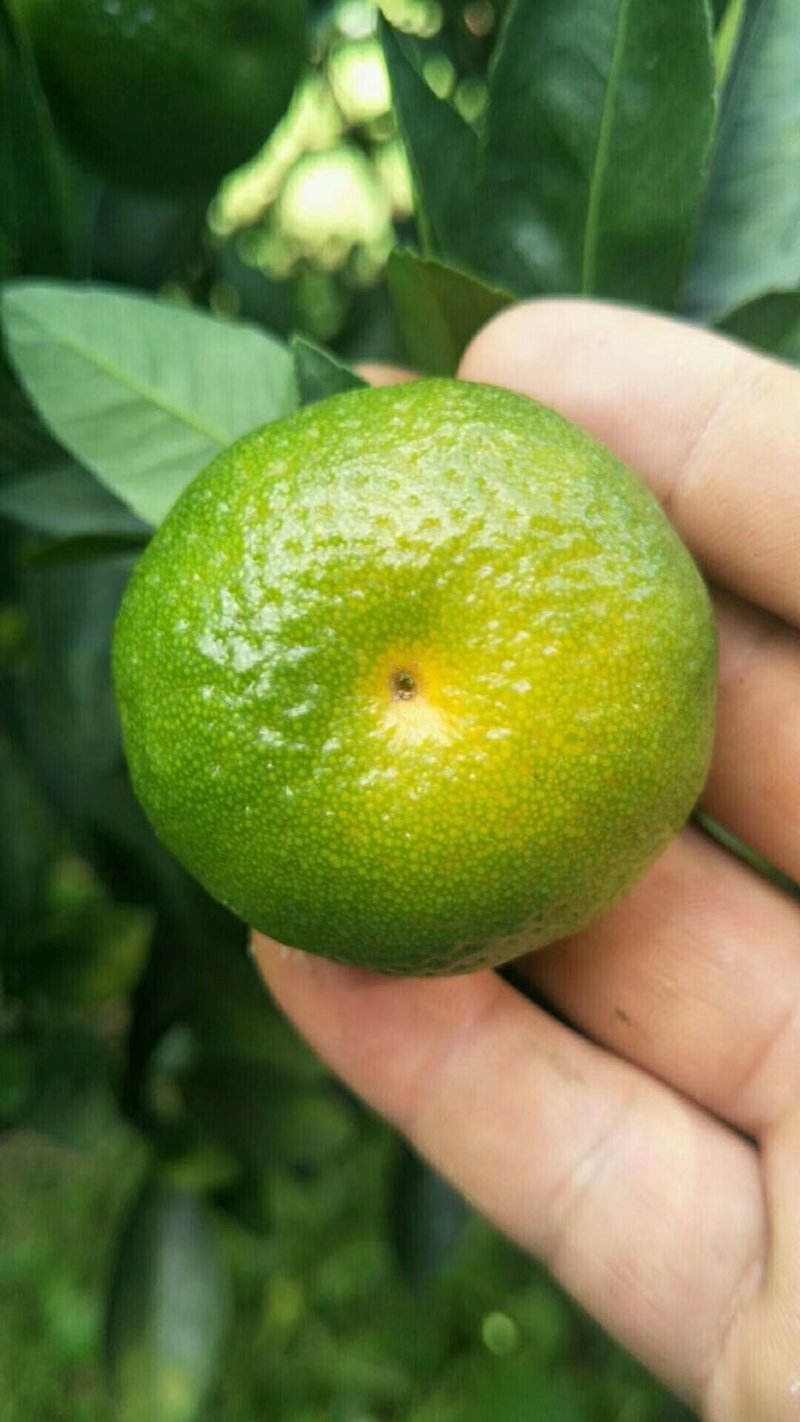南丰蜜橘，南丰蜜橘大量供应