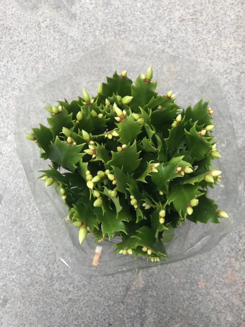 白色蟹爪兰，开纯白色花，双色蟹爪兰，一盆里有两个颜色