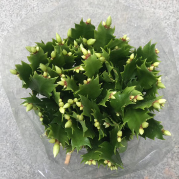 白色蟹爪兰，开纯白色花，双色蟹爪兰，一盆里有两个颜色
