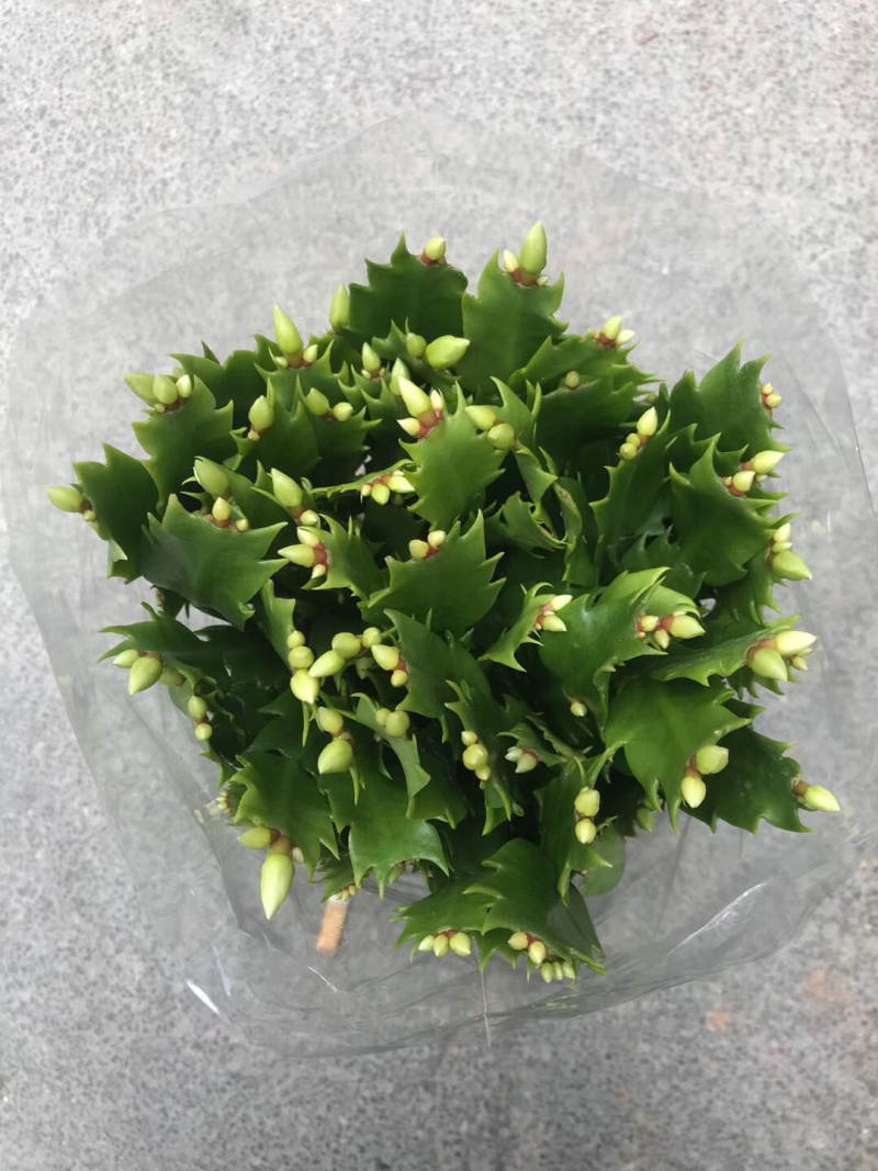 白色蟹爪兰，开纯白色花，双色蟹爪兰，一盆里有两个颜色