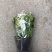 白色蟹爪兰，开纯白色花，双色蟹爪兰，一盆里有两个颜色