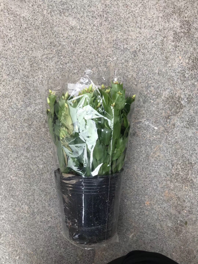 白色蟹爪兰，开纯白色花，双色蟹爪兰，一盆里有两个颜色