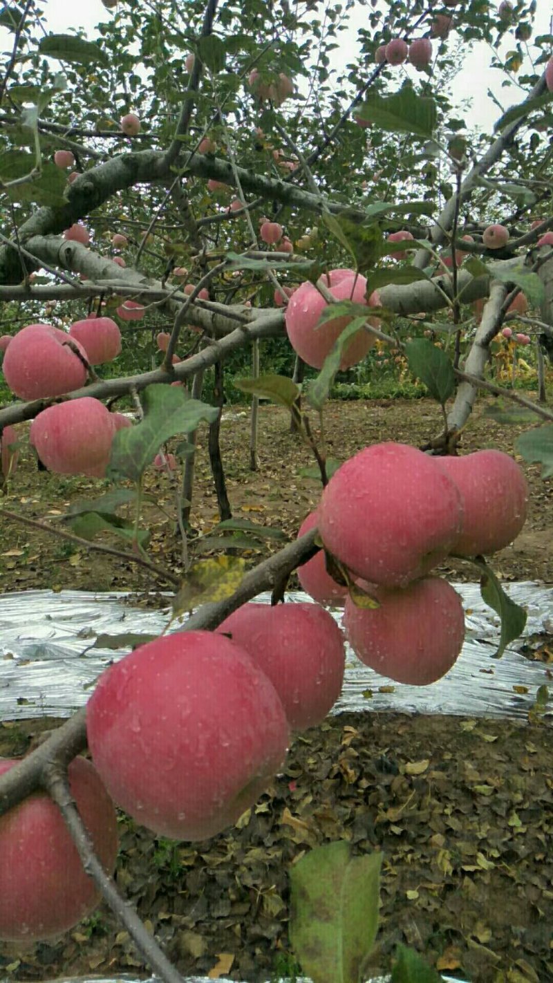 红富士苹果