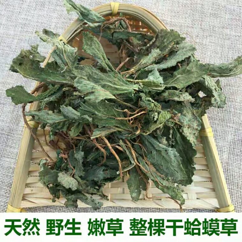 蛤蟆草荔枝草千余品种供应承接订单