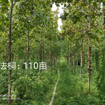 法桐