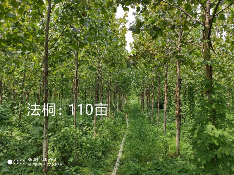 法桐