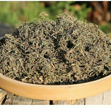 鹅不食草千余品种供应承接订单