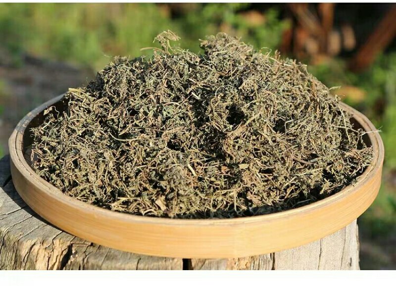 鹅不食草千余品种供应承接订单