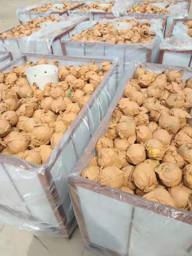 新高等