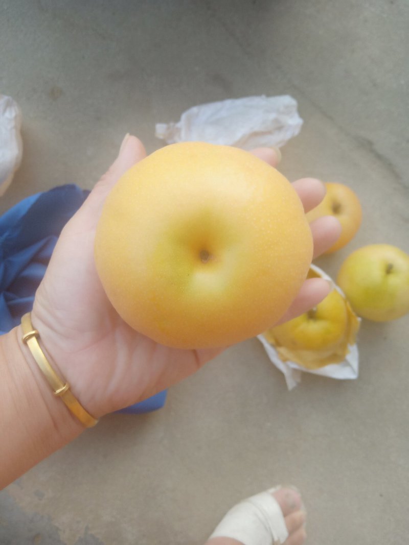 新高等