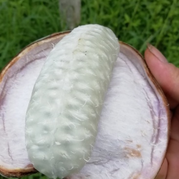 八月瓜鲜果，八月瓜苗木