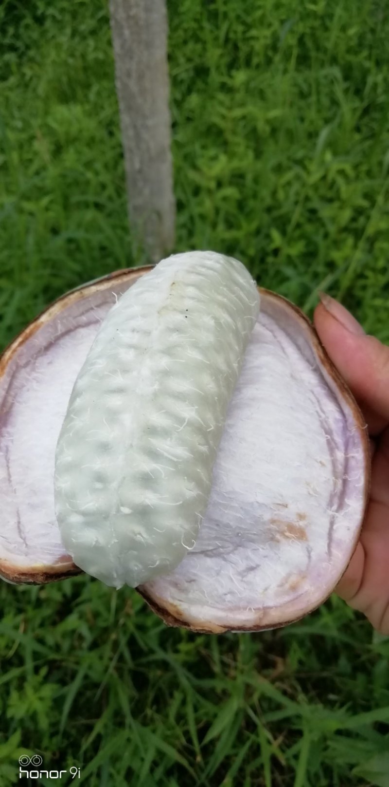 八月瓜鲜果，八月瓜苗木