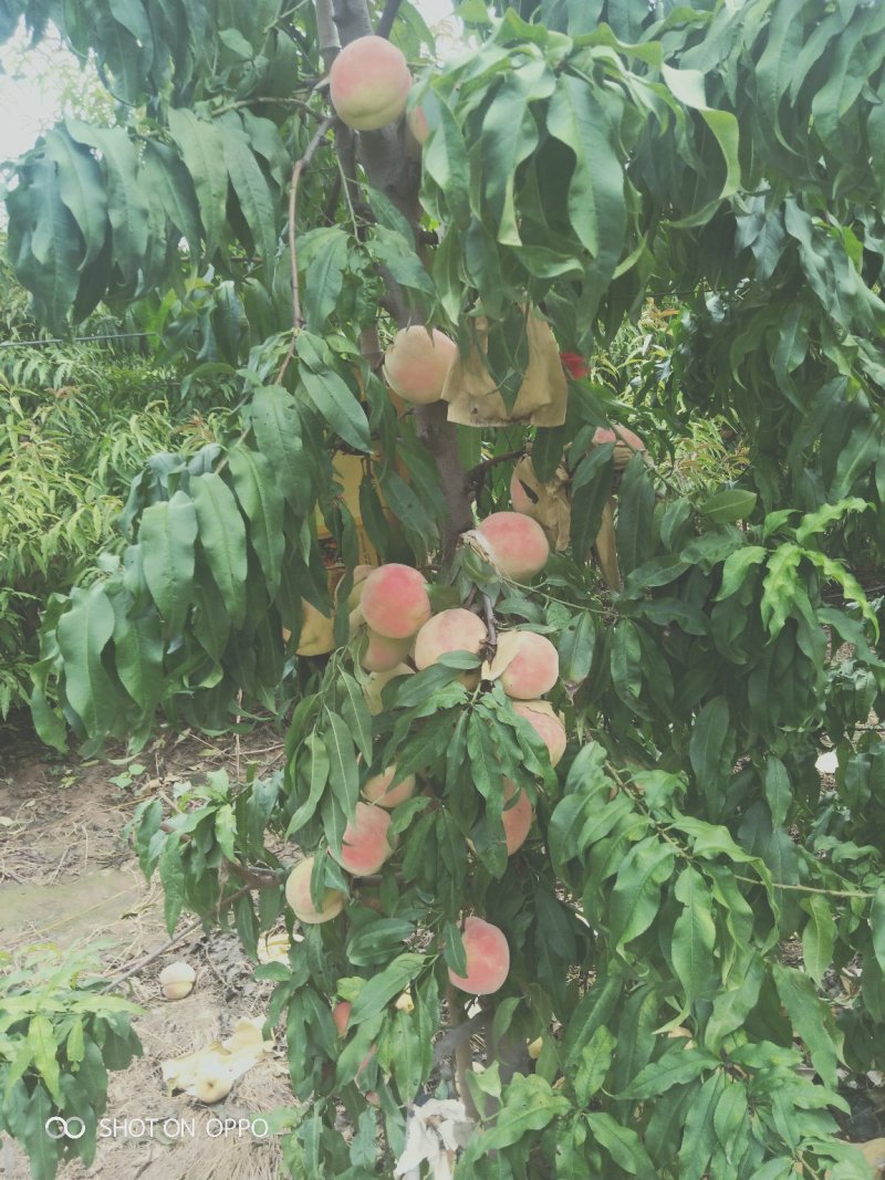 中华寿桃